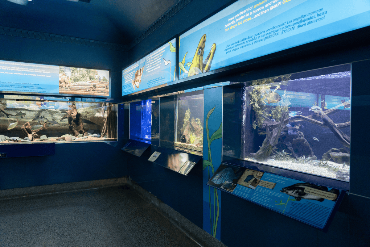 Dimly lit aquarium gallery with multiple fish tanks