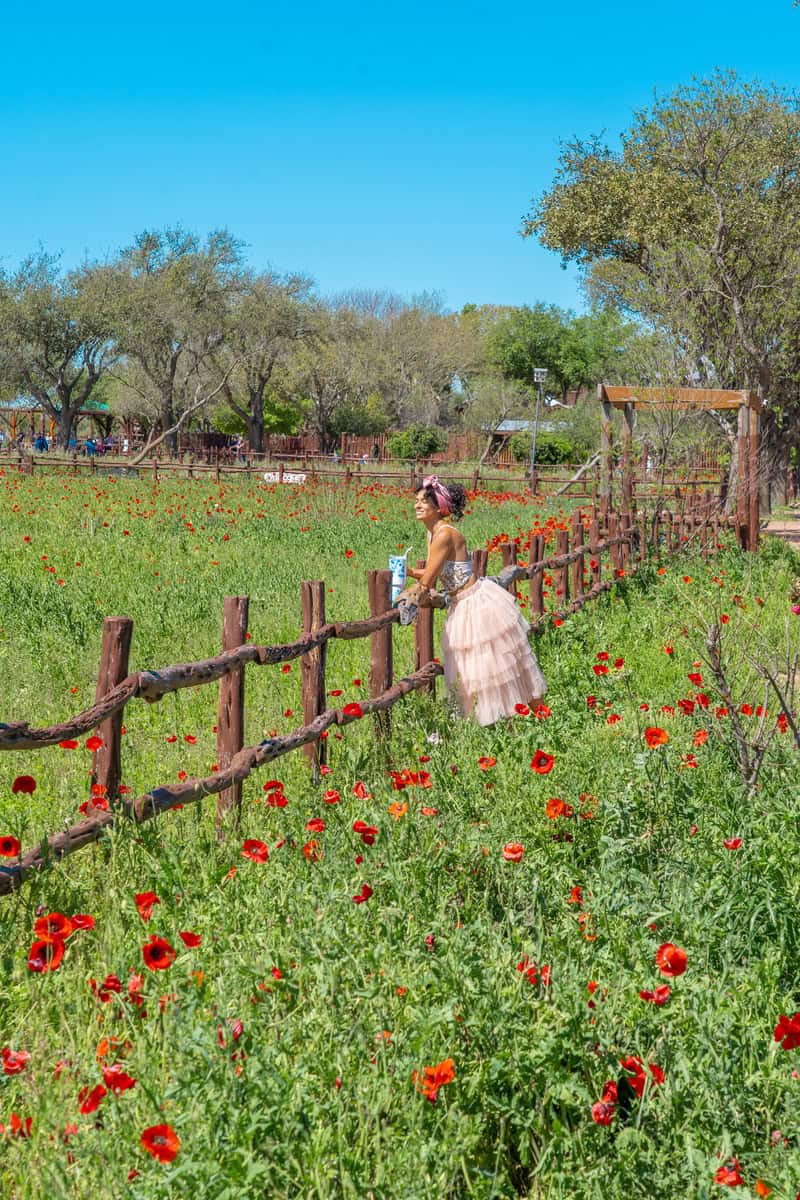 Person in a tutu dress by a wooden fence in a field of red poppies