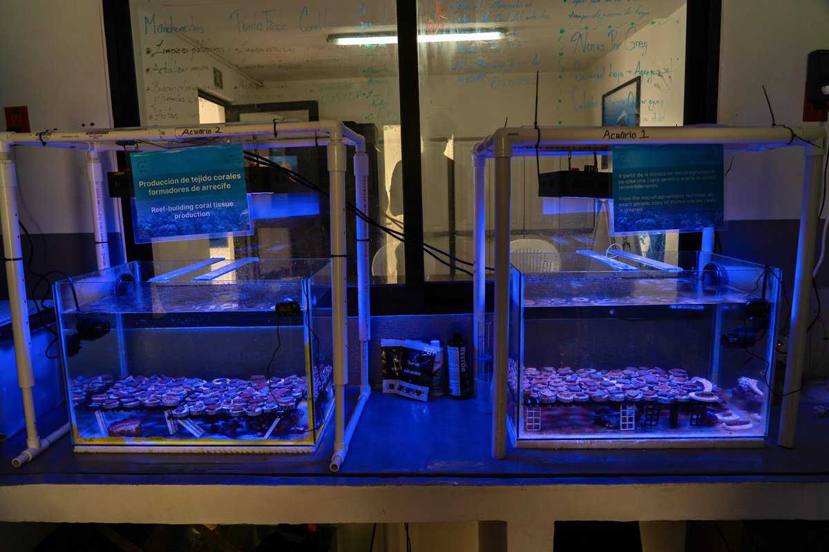 Two illuminated aquariums showcasing coral tissue production