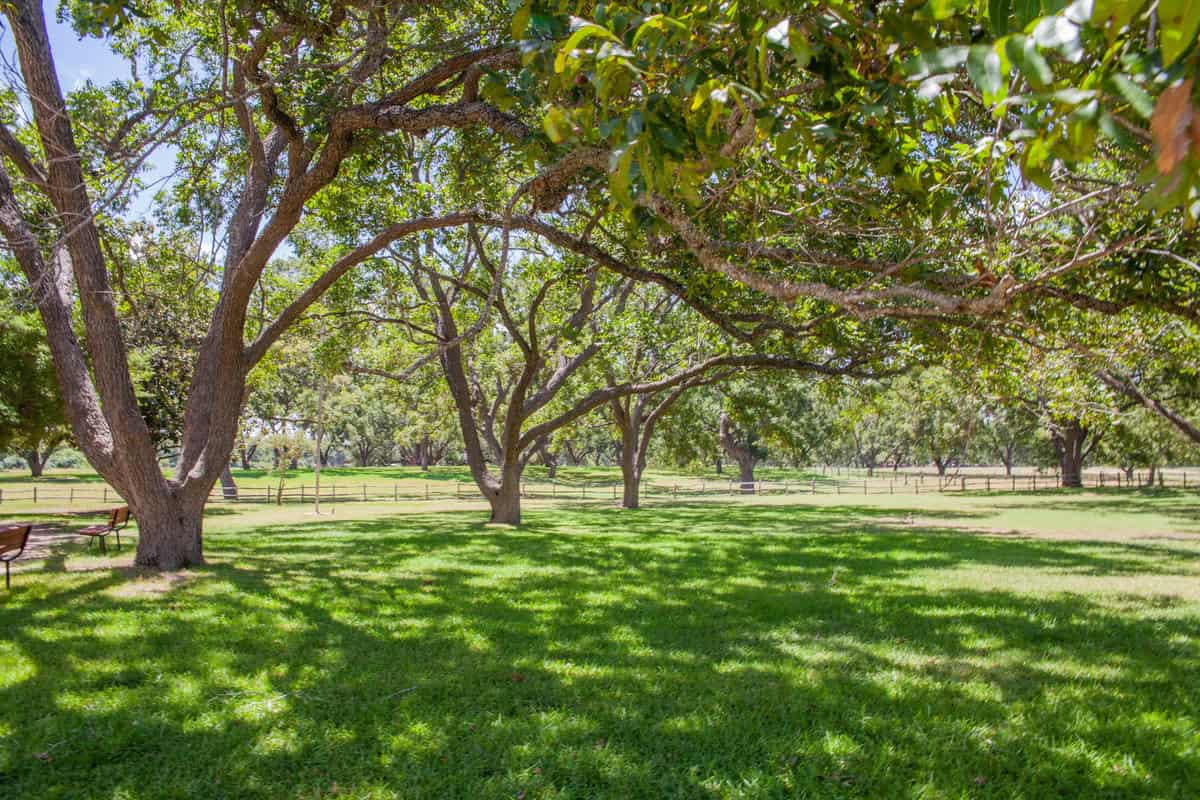 Sunny park landscape with verdant grass and sprawling shade trees.