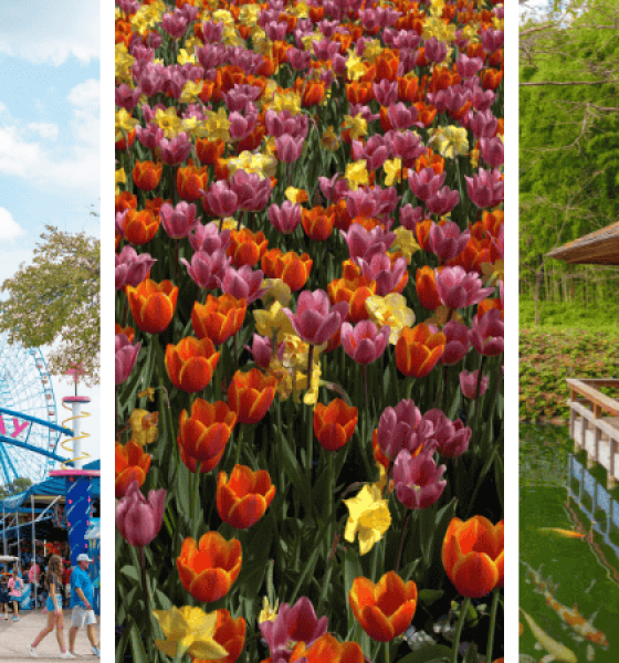 Best Fun Things to Do for Spring Break in Dallas, TX