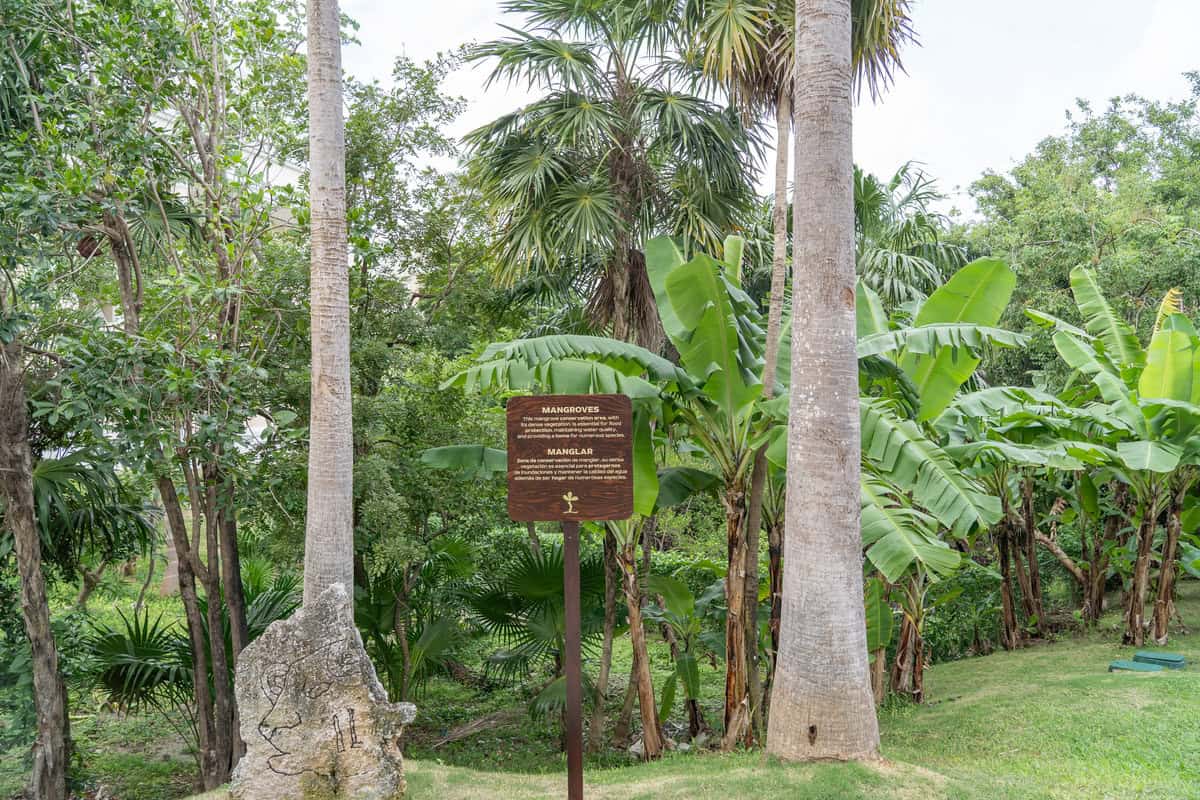 A wooden sign about mangroves stands amidst lush greenery