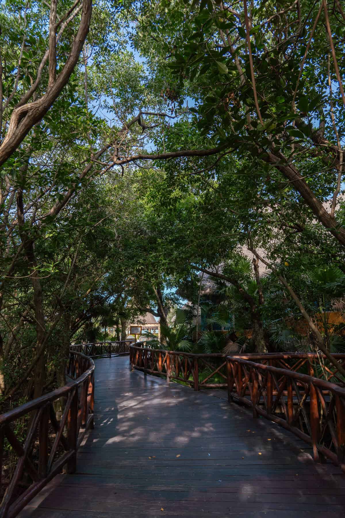 A winding wooden pathway through lush greenery