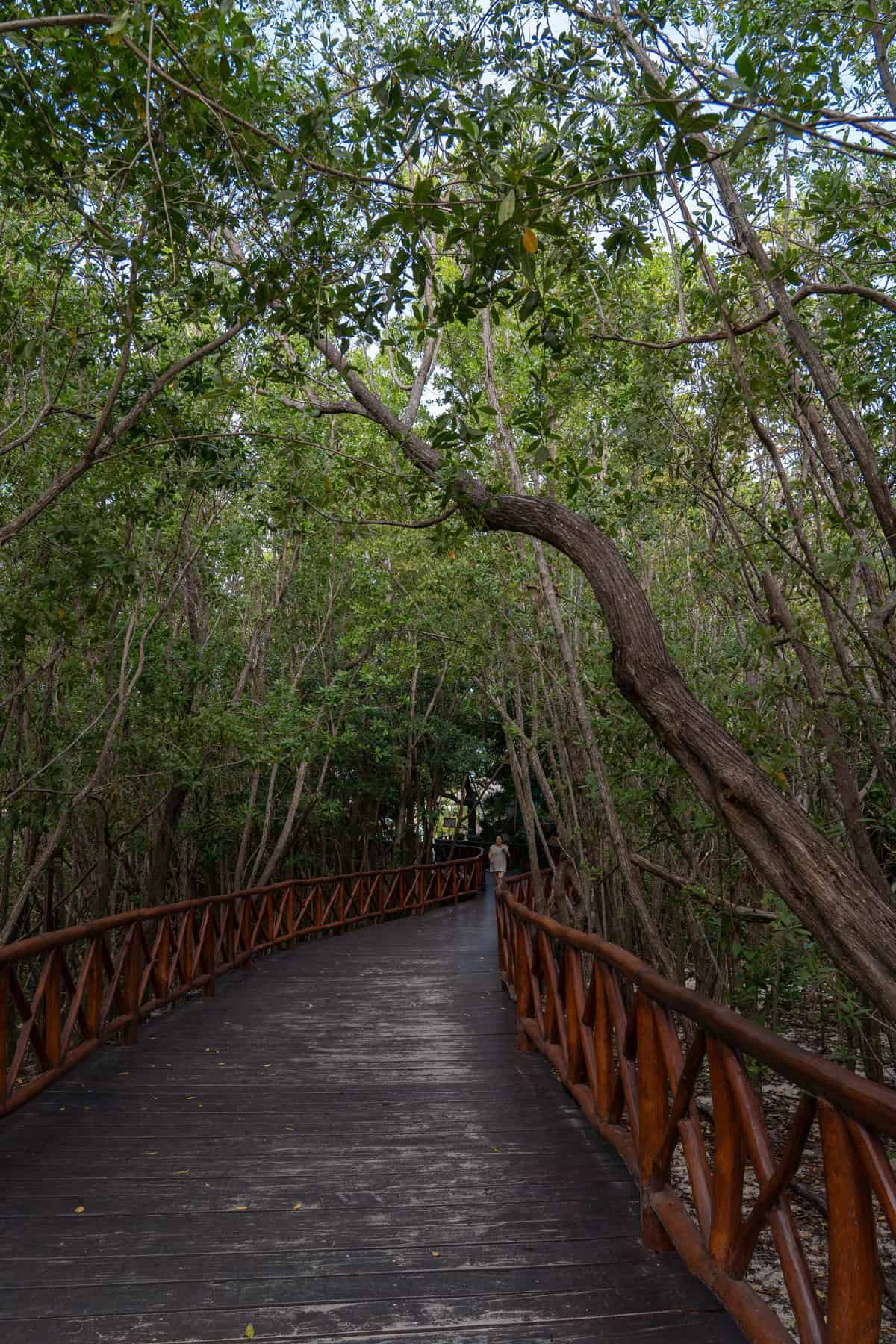 A winding wooden pathway surrounded by lush green trees