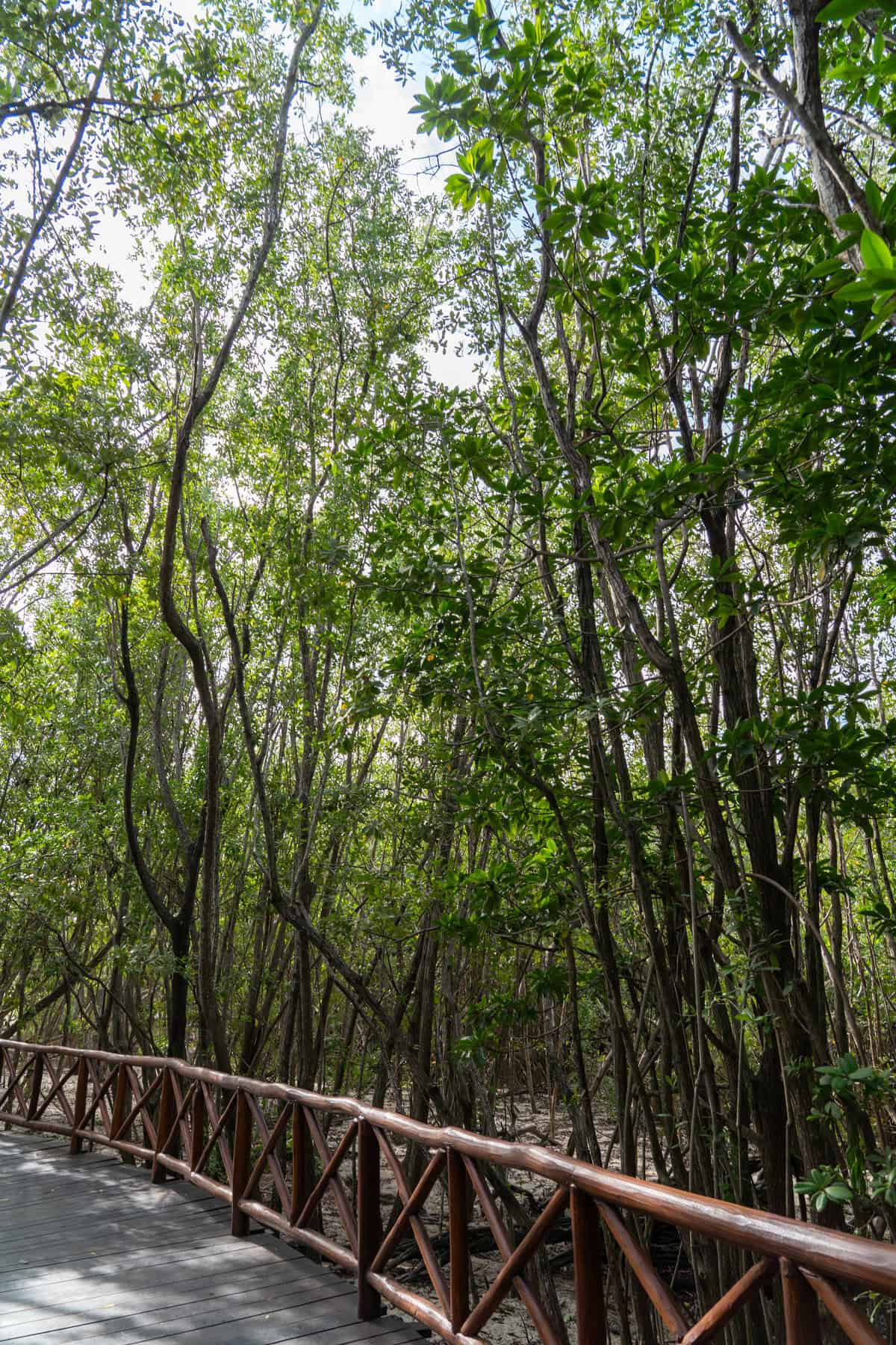 A wooden boardwalk winds through dense, leafy mangrove trees