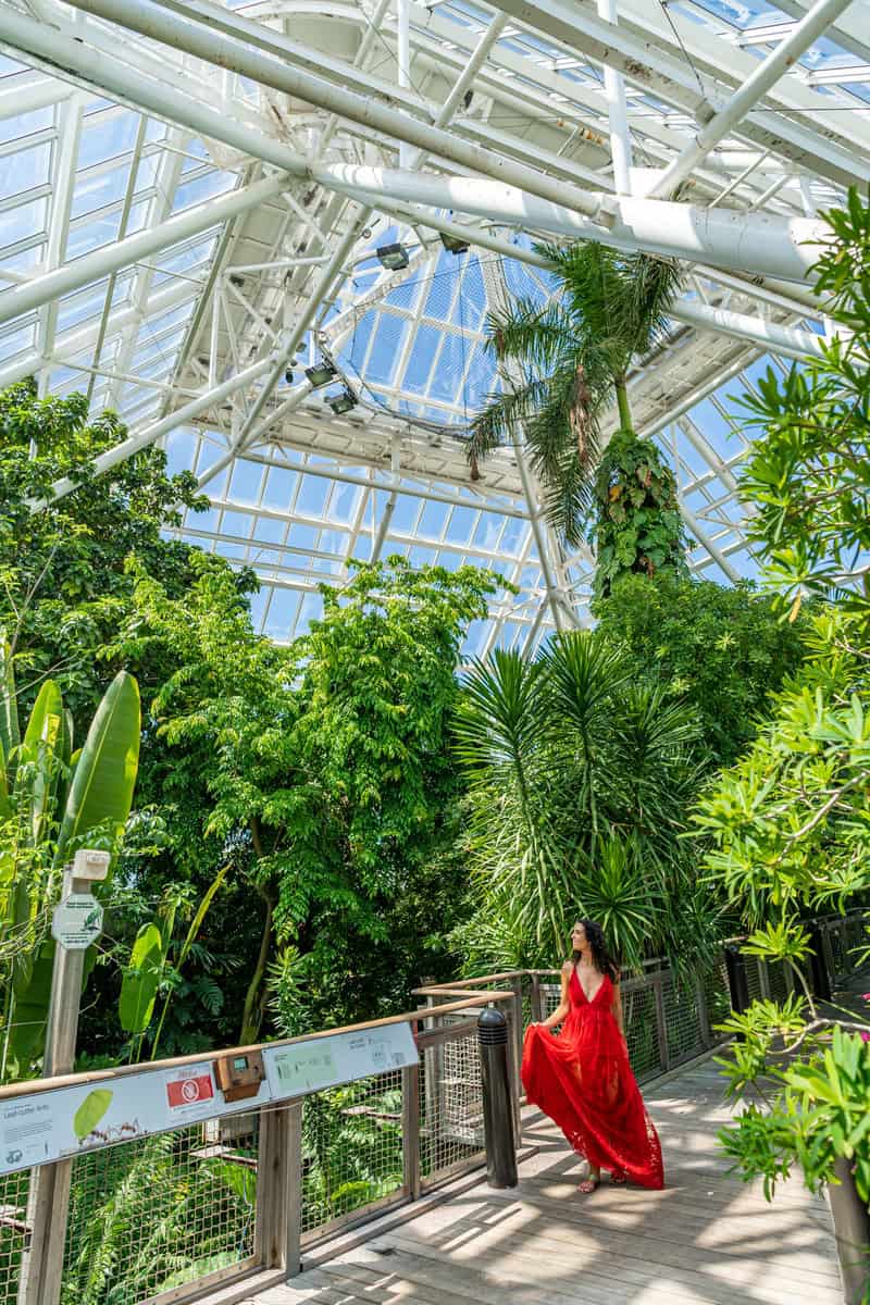 A vibrant greenhouse filled with lush green plants and trees