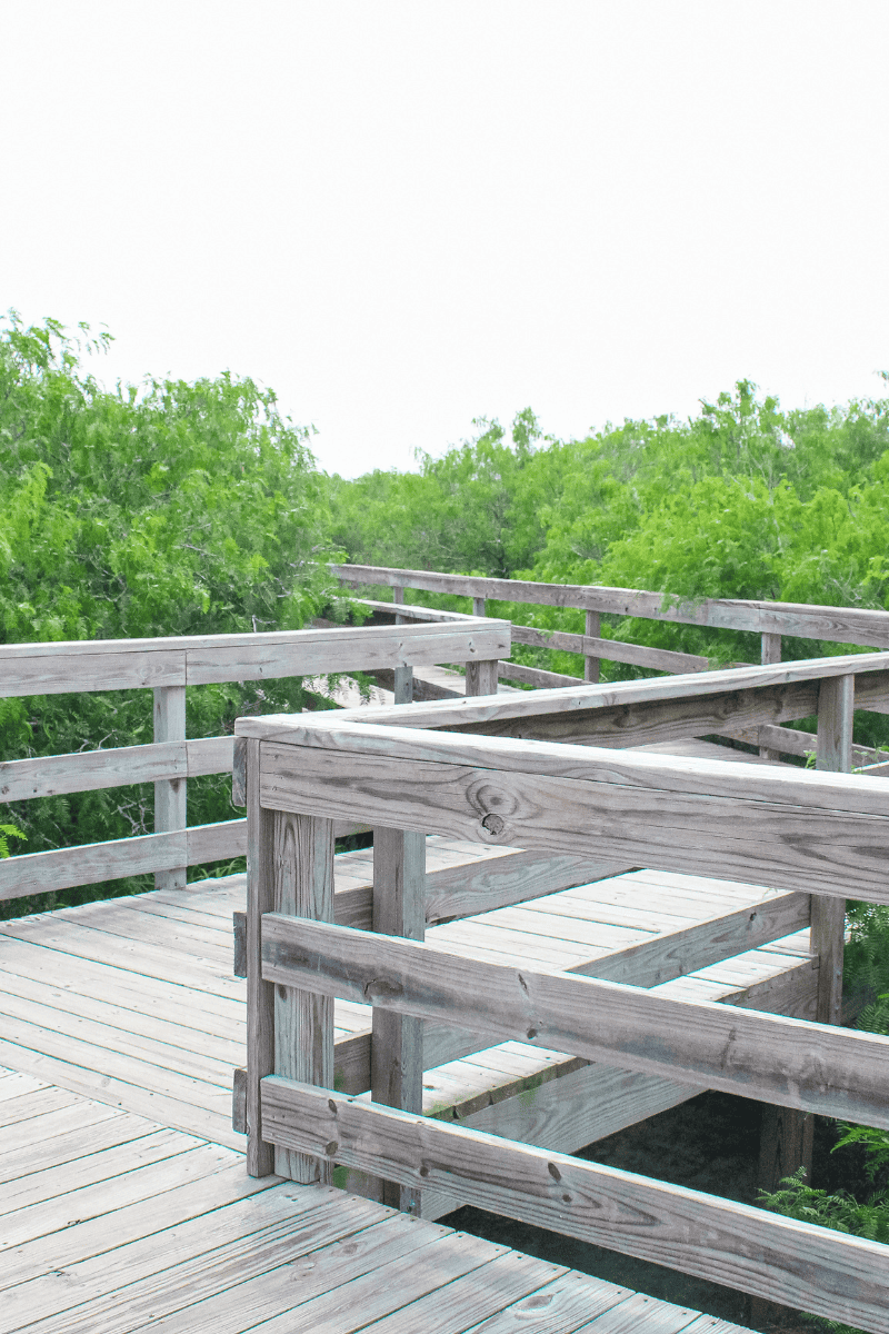 Wooden boardwalk winding through lush greenery