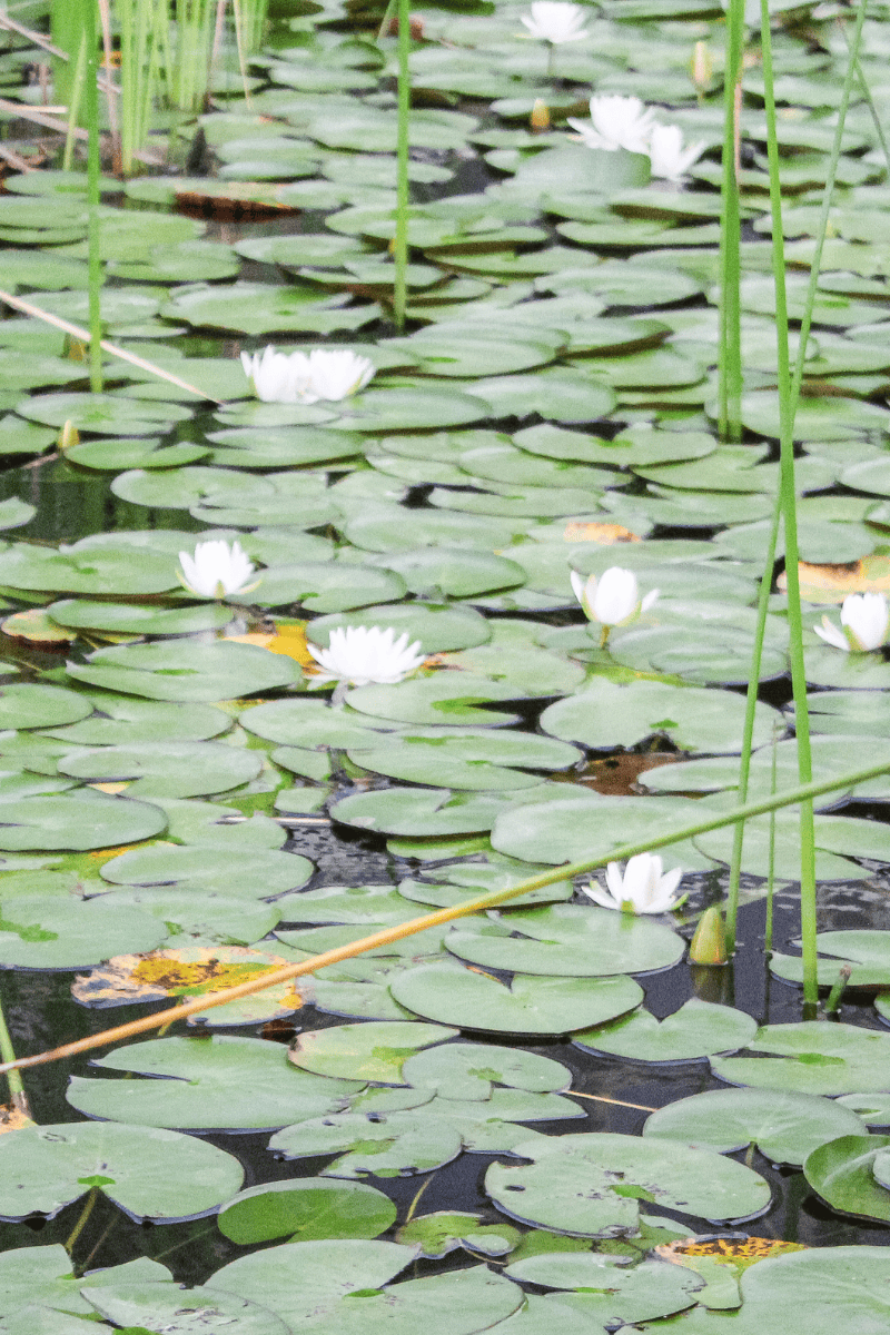 A tranquil water scene featuring white water lilies