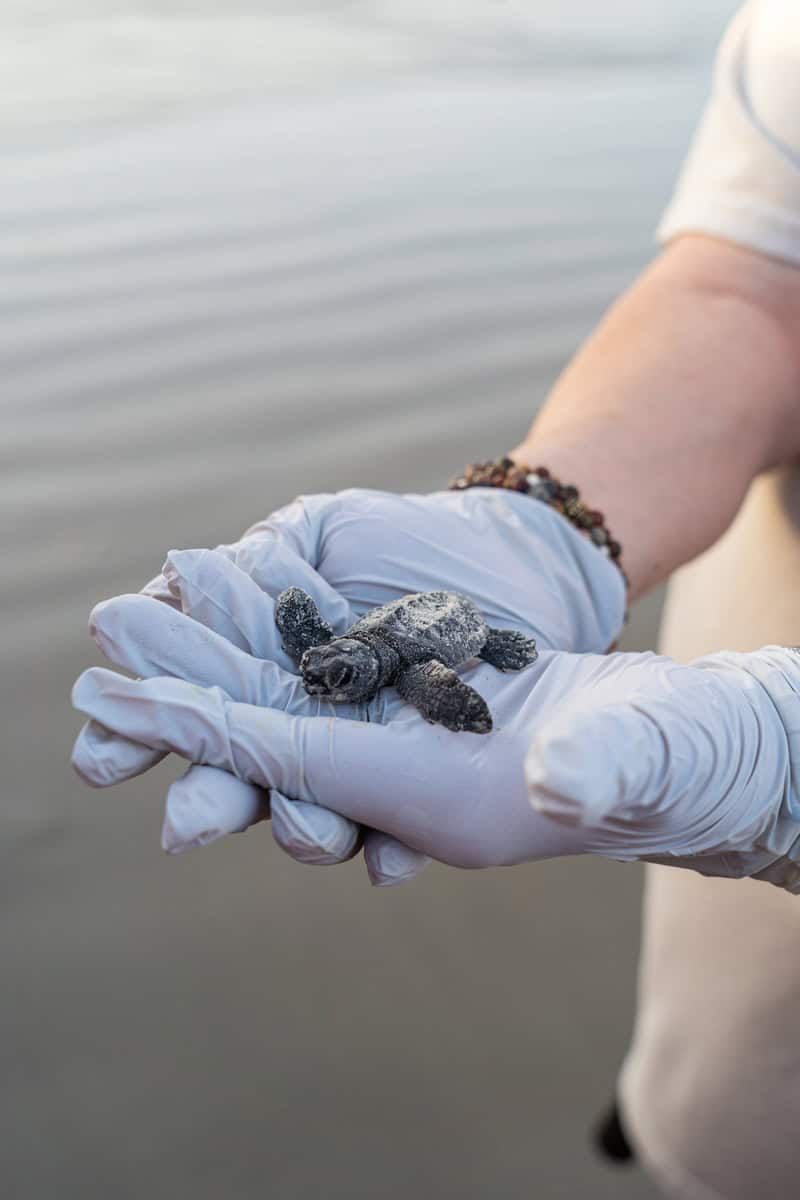 A person in gloves gently holds a small, newborn sea turtle