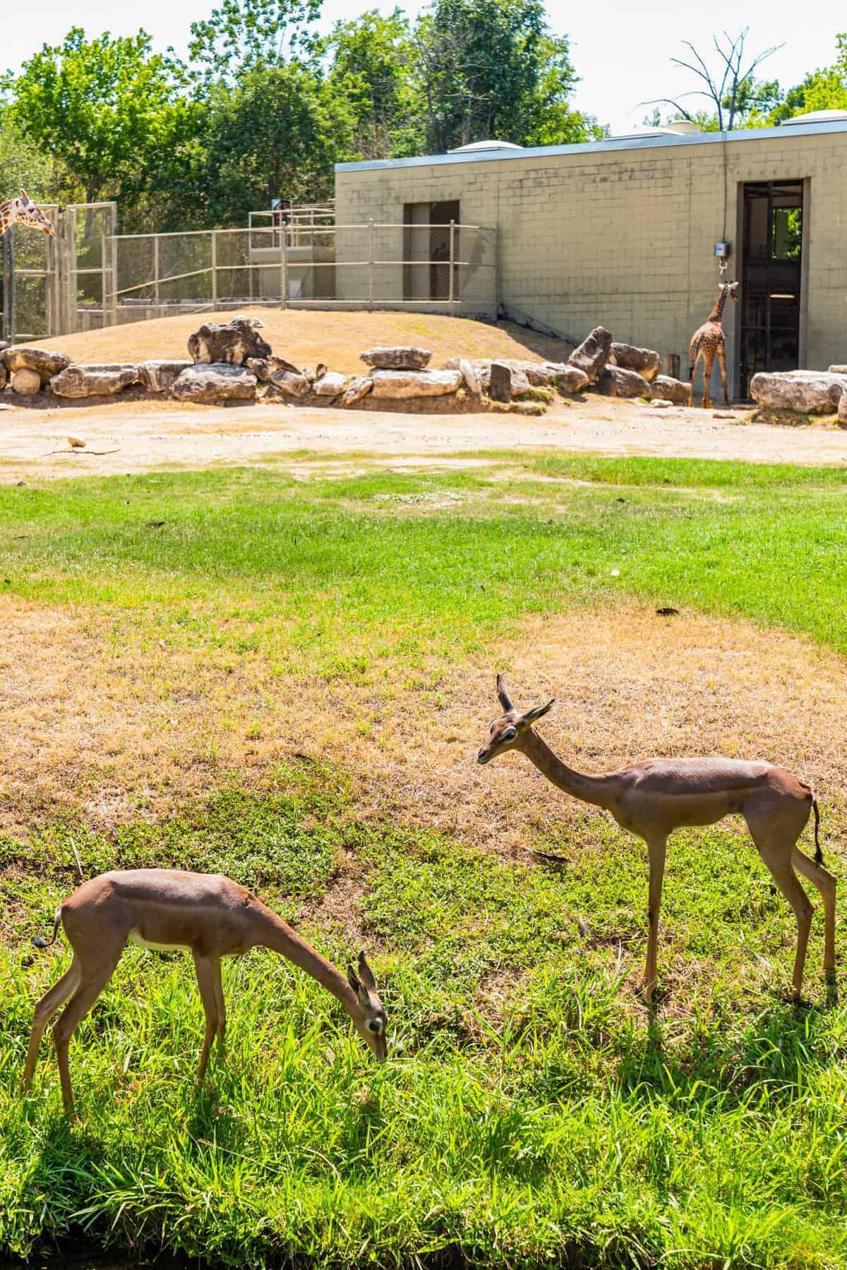 Gerenuks in the Cameron Park zoo at Cameron Park