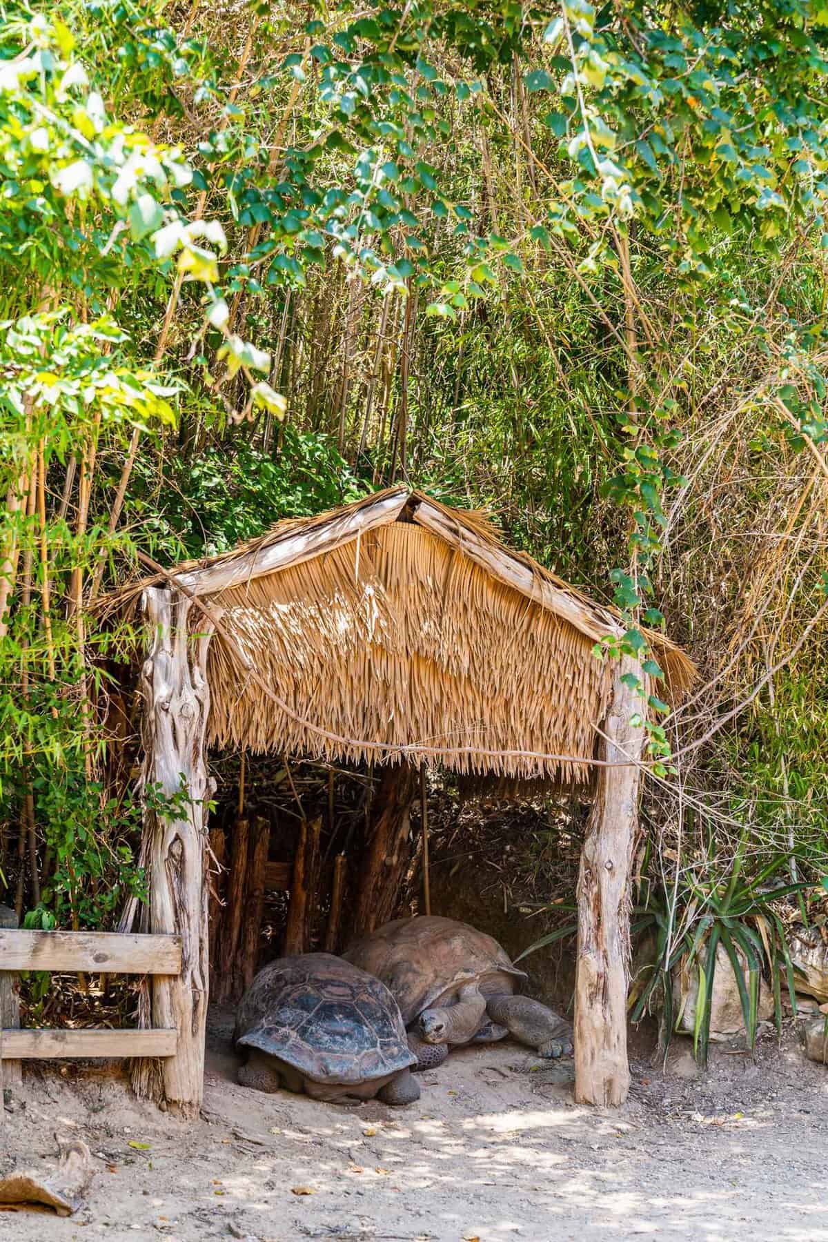 Giant Tortoise inside the hut at the Cameron Park Zoo