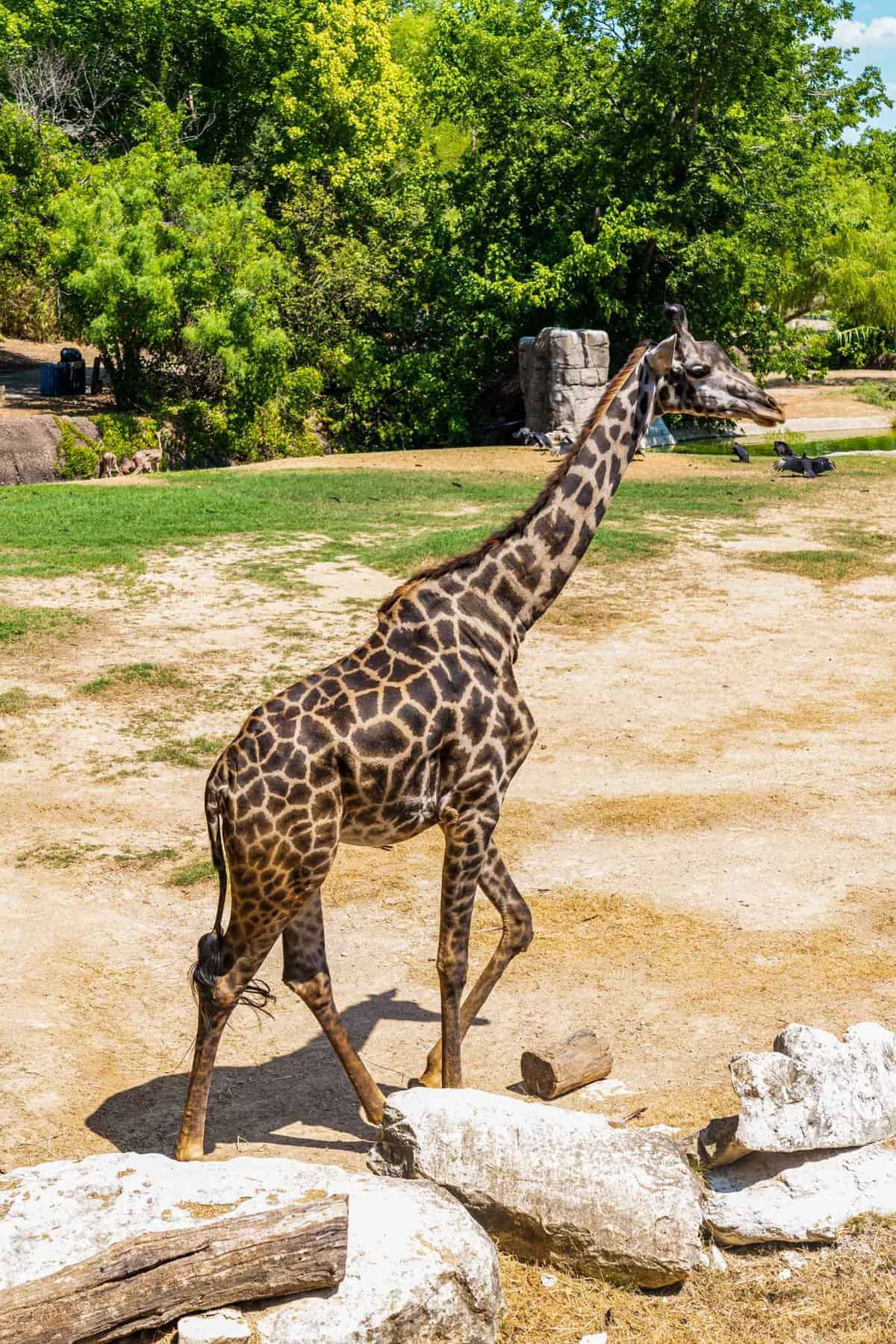 Giraffes at the Cameron Park Zoo