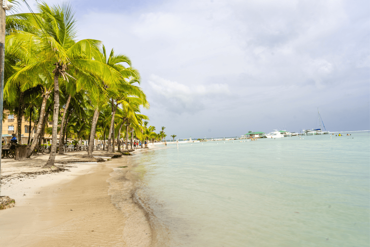 Tropical beach scene with palm trees lining a sandy shore