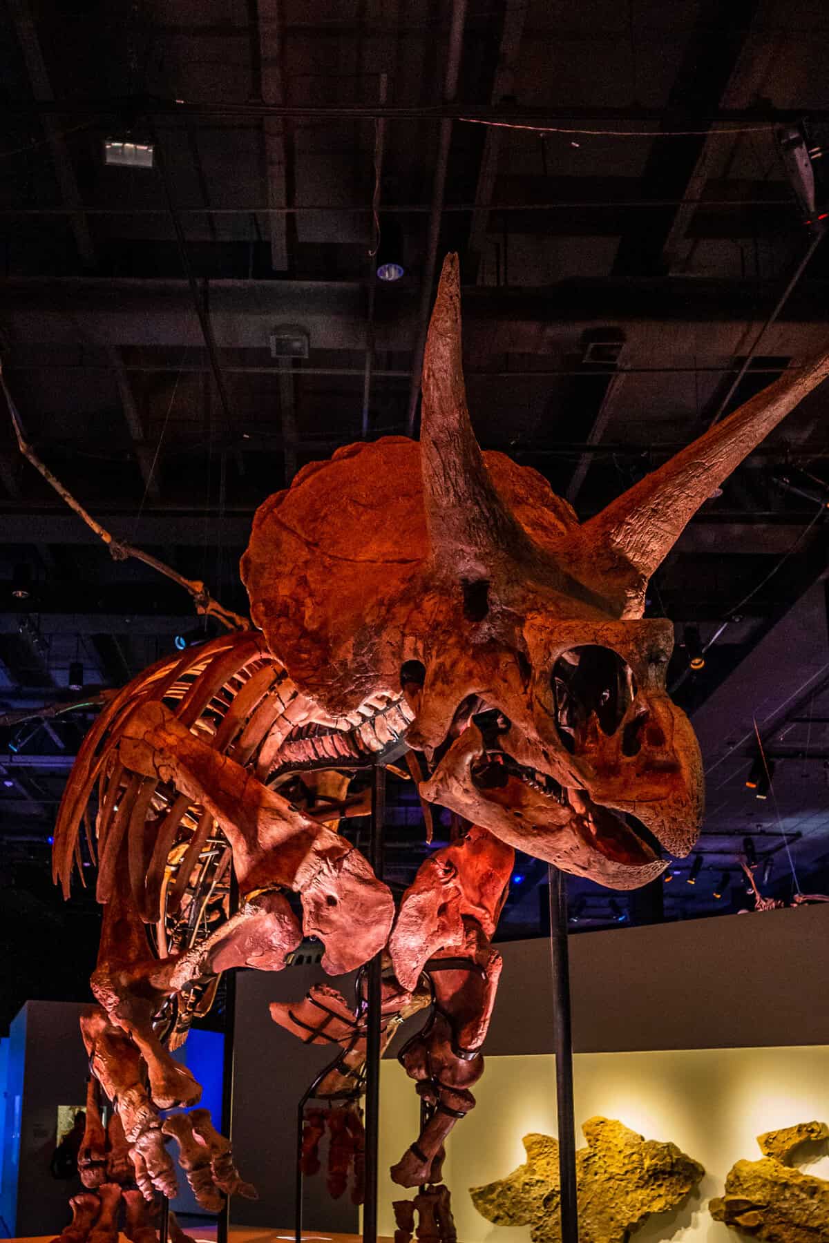 A mounted Triceratops skeleton displayed in an exhibit