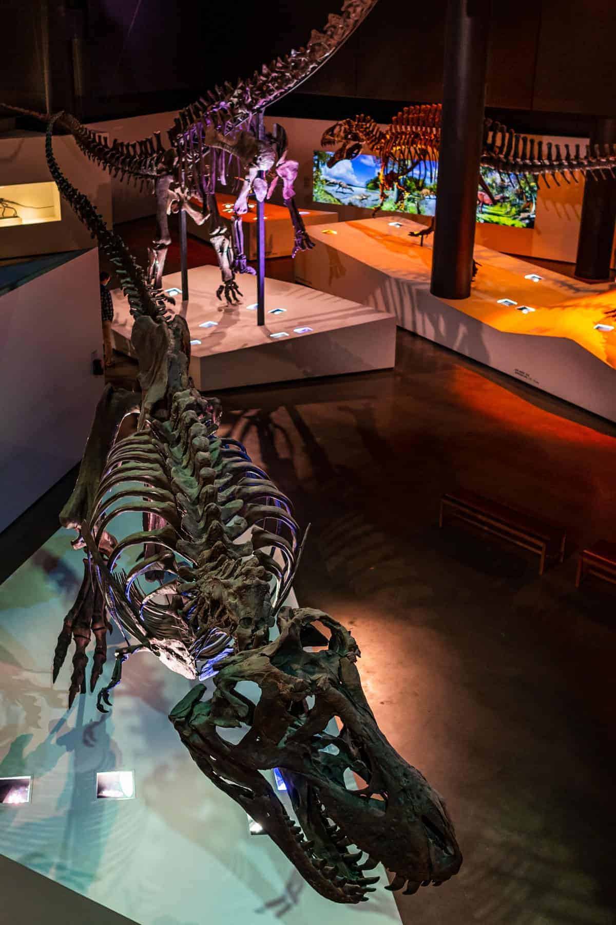 A top view of dinosaur skeletons in the museum exhibit