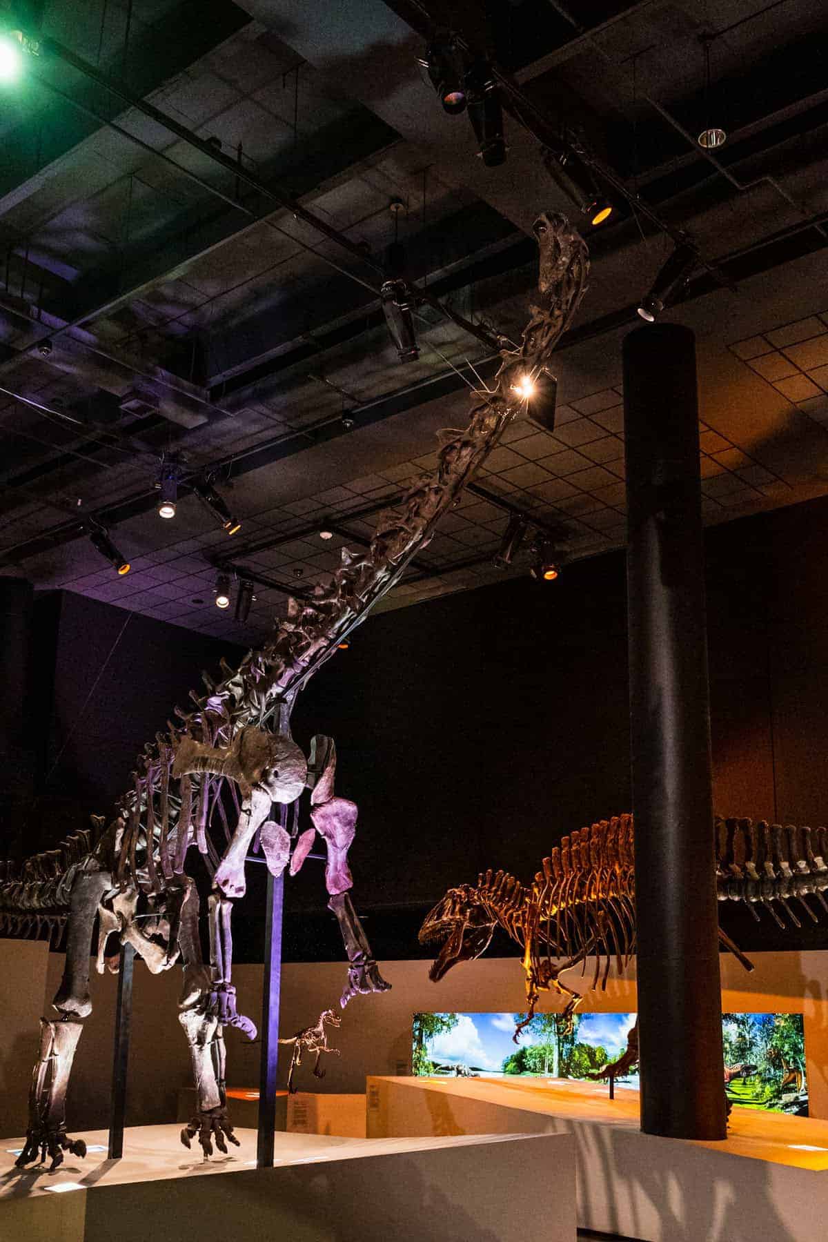 Two dinosaur skeletons on display in a museum, with a long-necked dinosaur