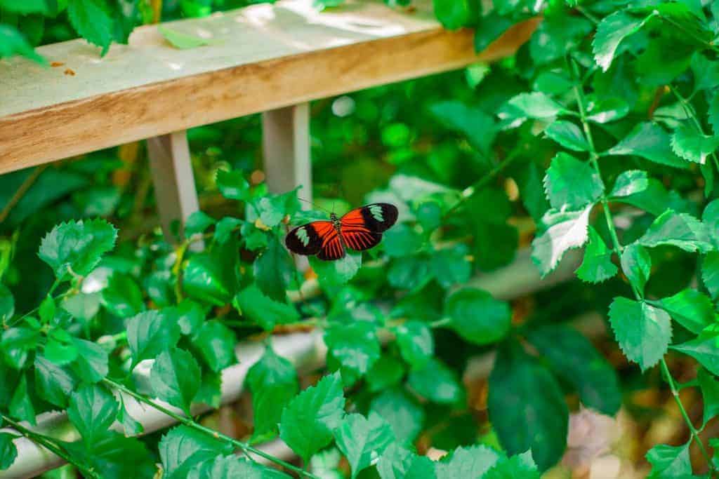 A butterfly we saw at Butterfly Wonderland