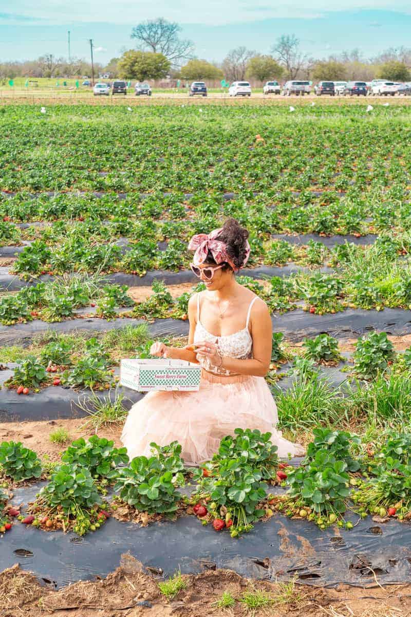 A woman in a pink dress sits gracefully among vibrant strawberry plants in a sunlit field.