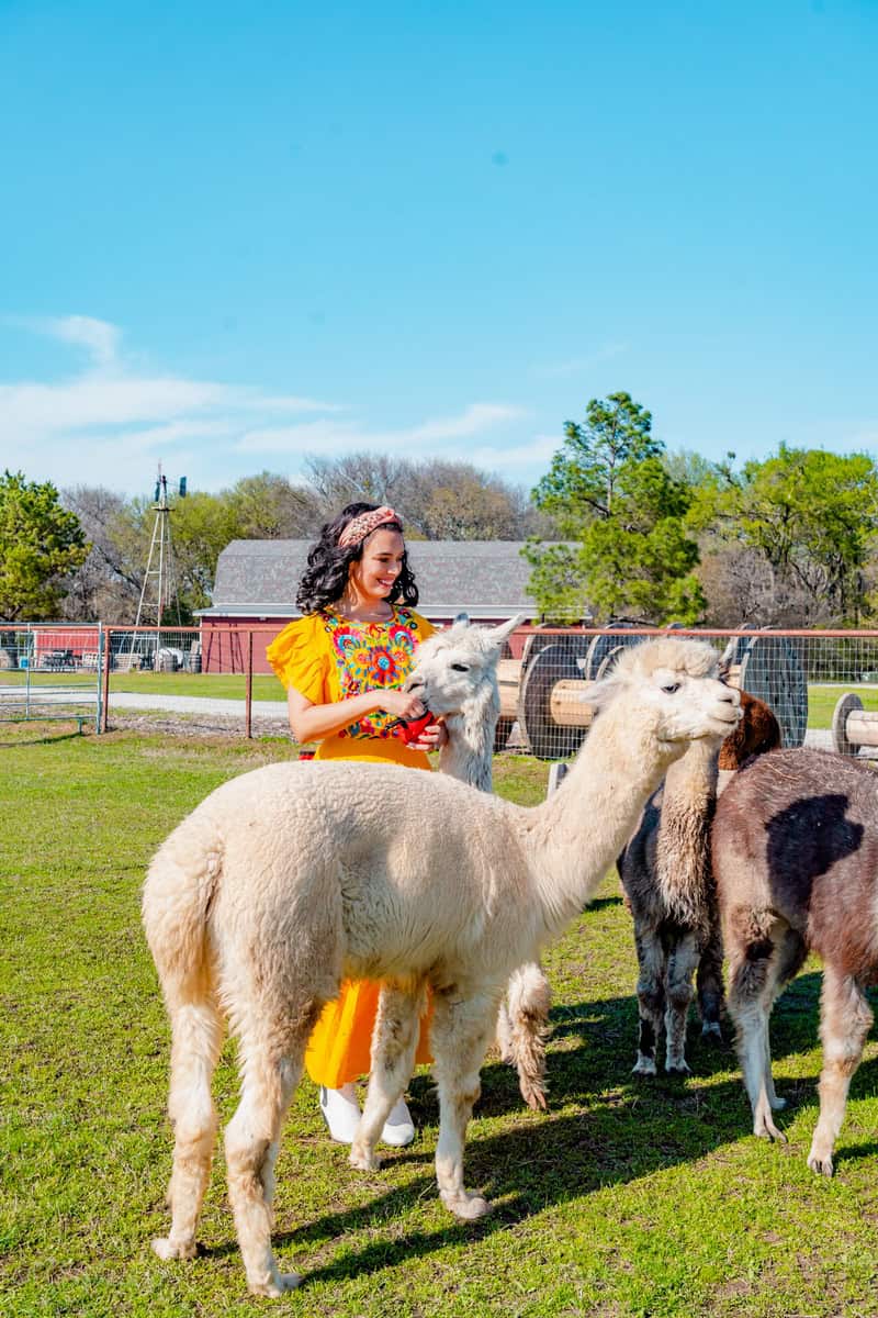 Jessica in a colorful dress interacts with two llamas in a sunny field