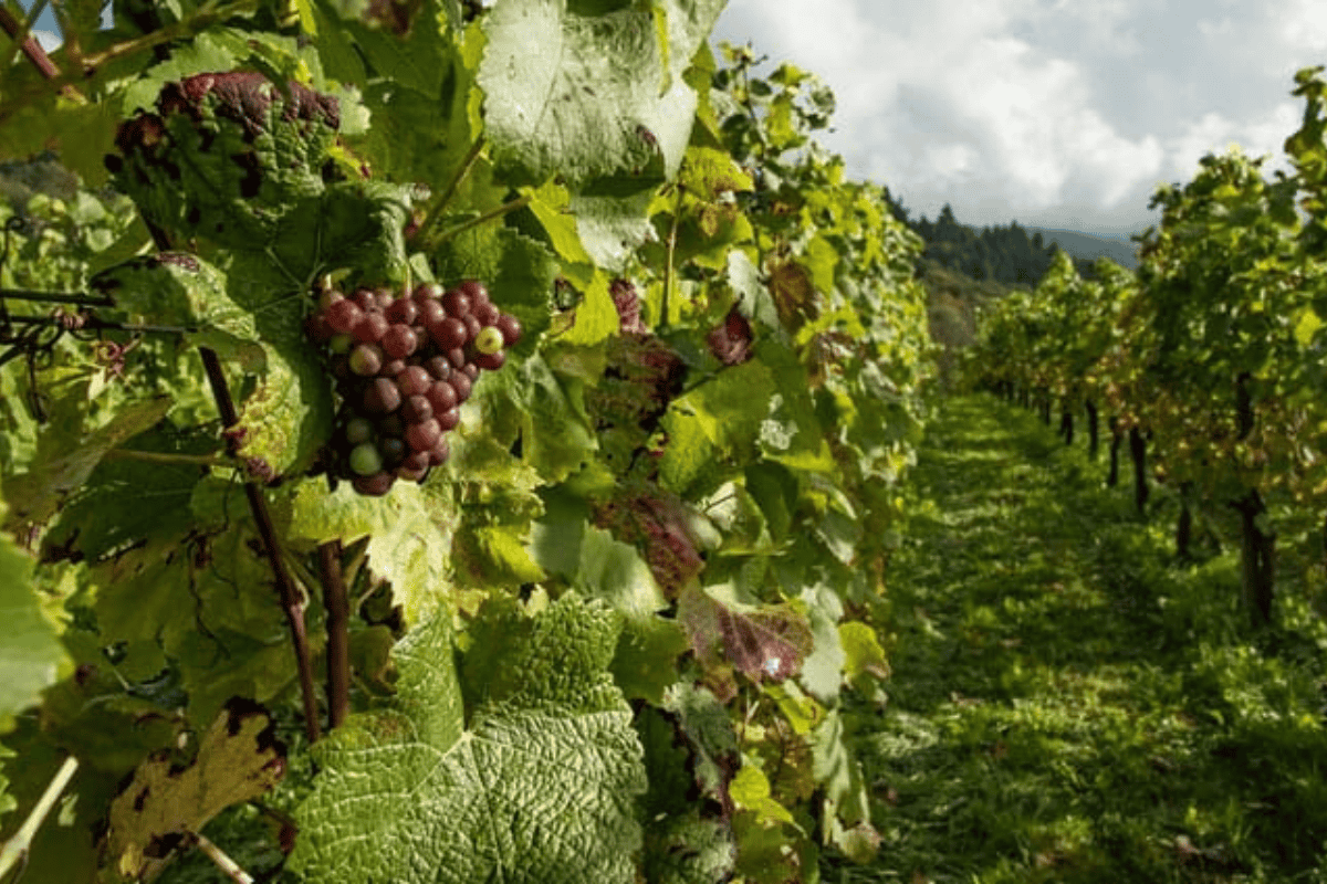 A close-up of a grape cluster among green leaves in a vineyard