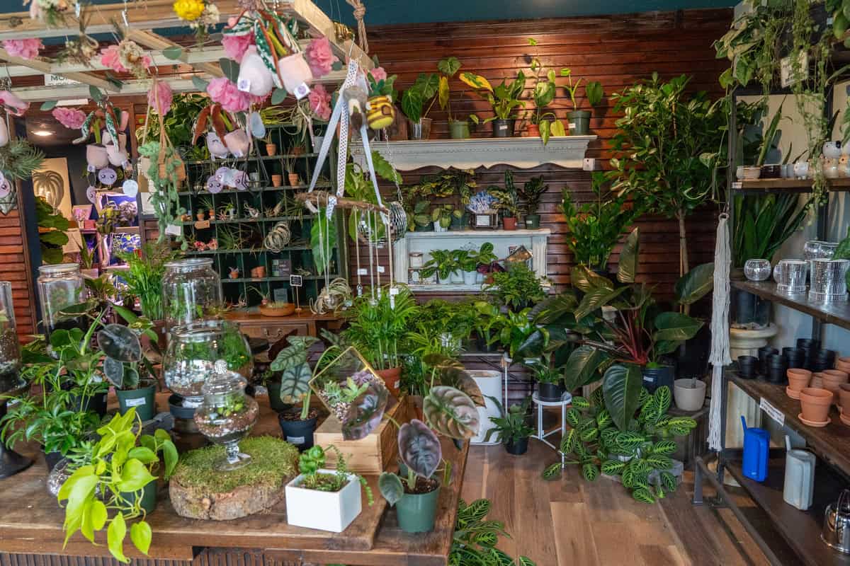Terrarium plant shop filled with various lush greenery in tomball