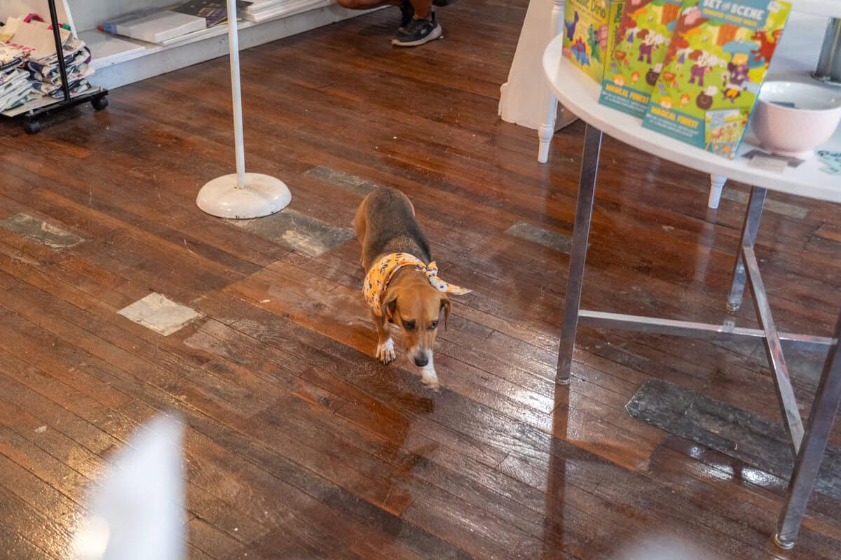 Dog at Calamity and Grace in Tomball TX