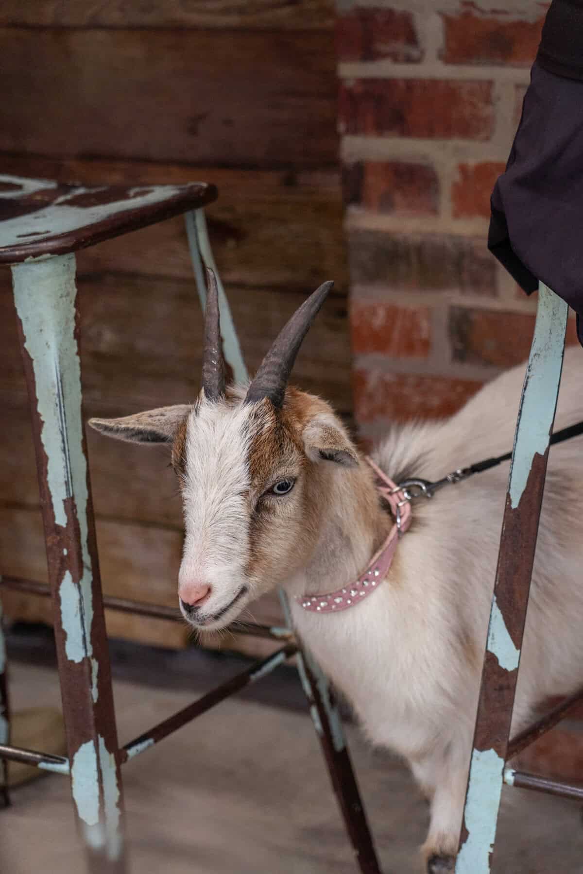 June Carter Cash the goat in Tomball, Texas