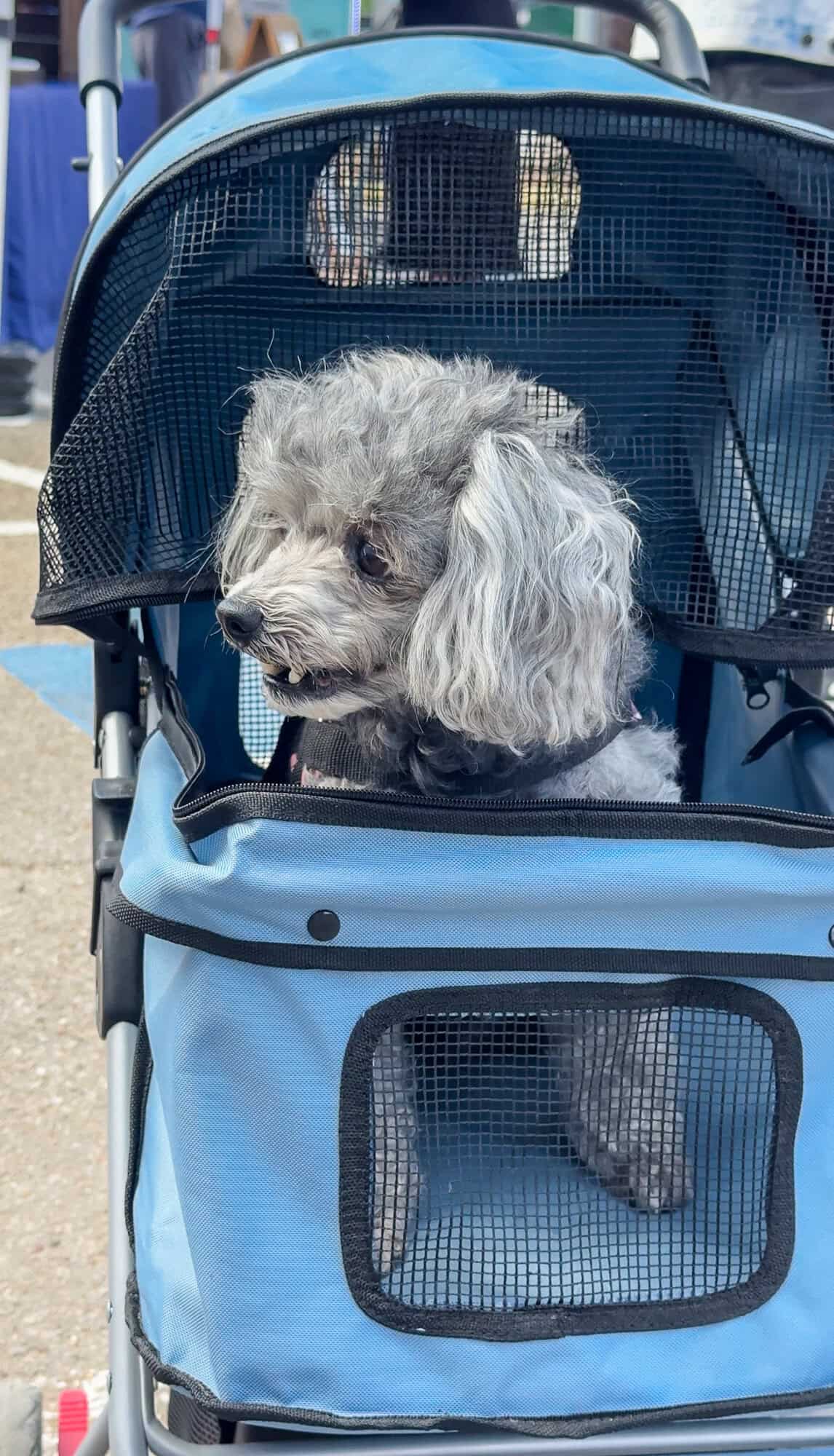 A small gray dog sits in a stroller at the Tomball Farmers Market.