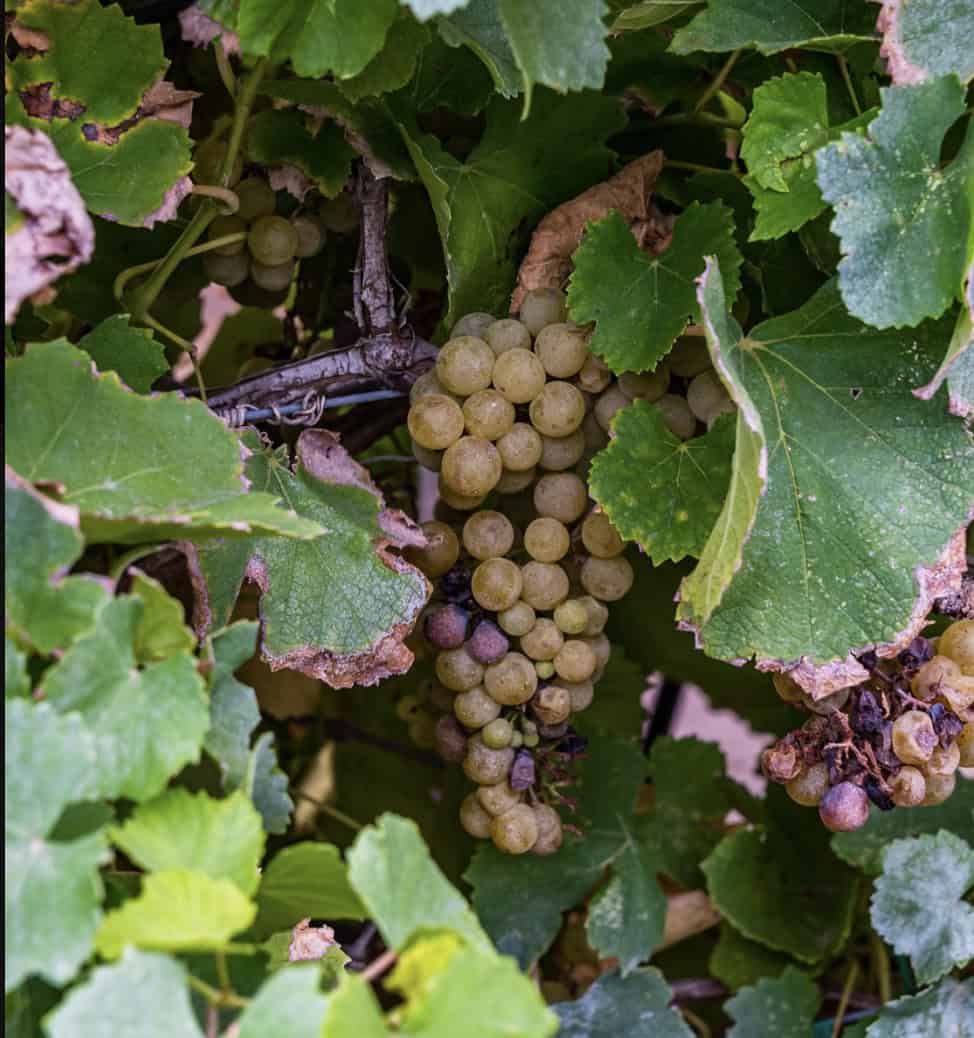 Grapes on the vine at Deep Roots Vineyard near Tomball