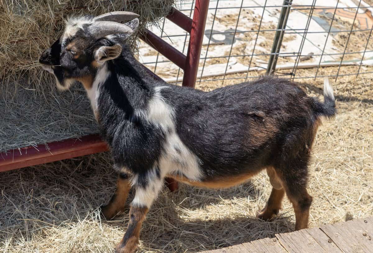 Goat near hay bales at Good Vibe Farm in Tomball