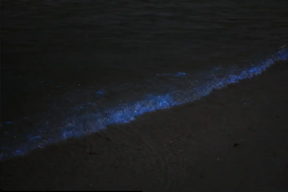 Blue bioluminescent plankton glowing along a wave on Isla Holbox at night
