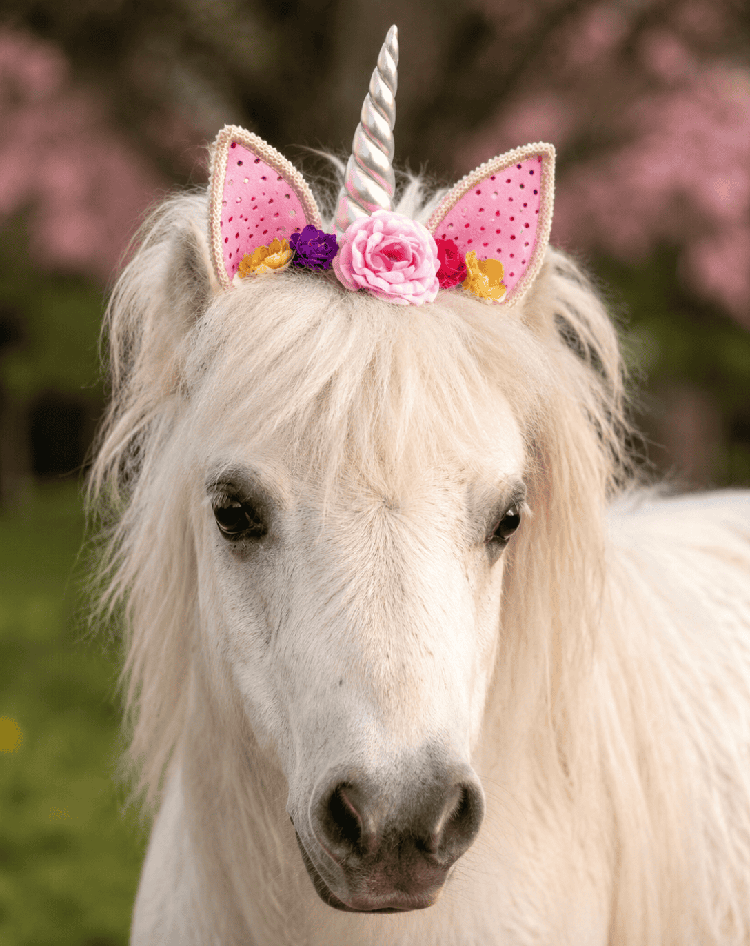White pony wearing a unicorn headpiece at Peace Love & Ponies near Tomball TX