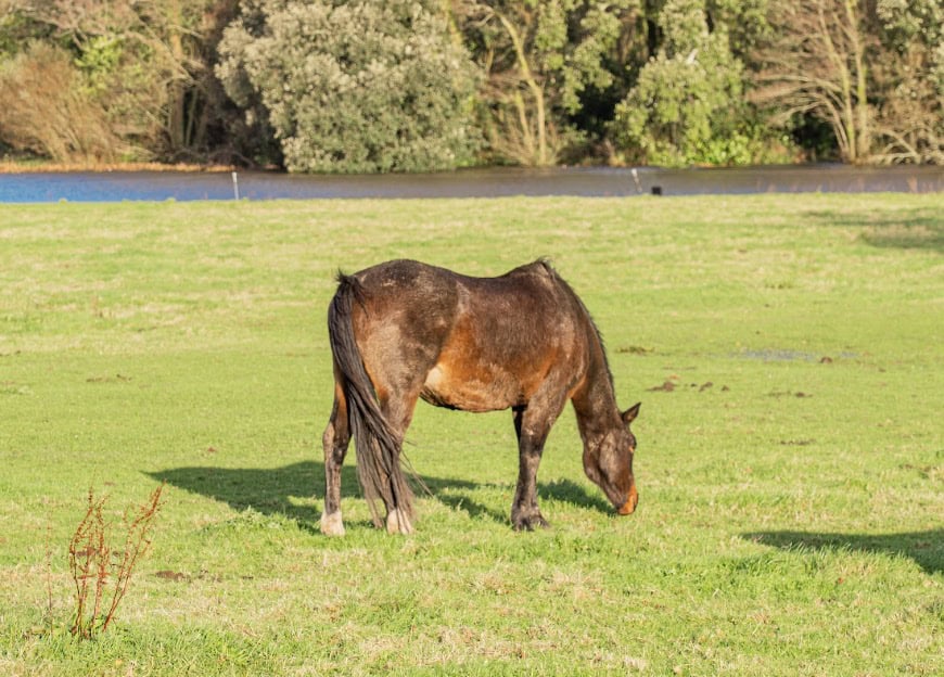 Horse grazing at Vantage Point Farm near Tomball